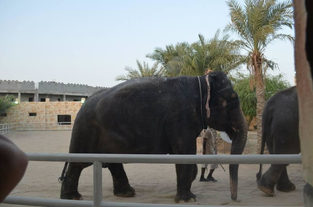 Elephant Feeding Area Hotel Emirates Park Resort