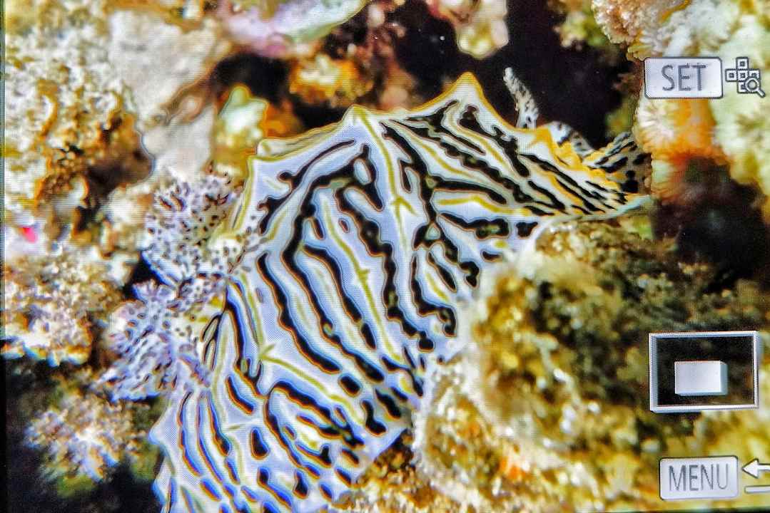 Strand Lahami Bay Beach Resort