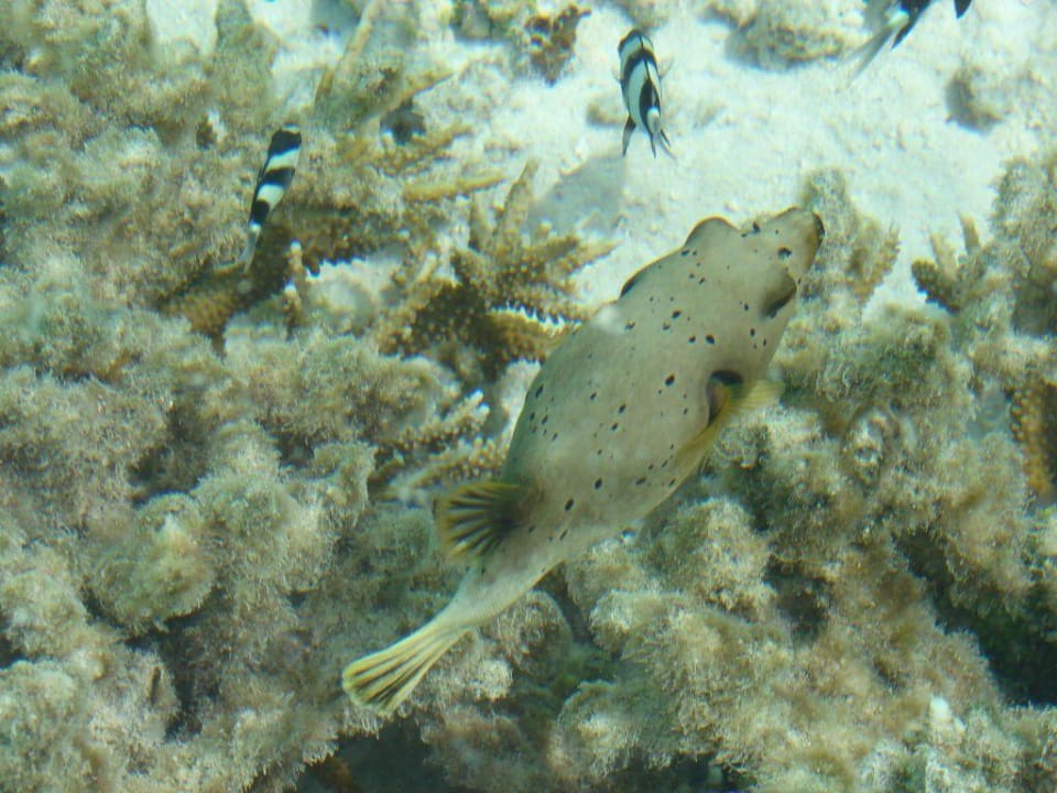 Unterwassermotiv Adaaran Select Hudhuran Fushi - Premium All Inclusive