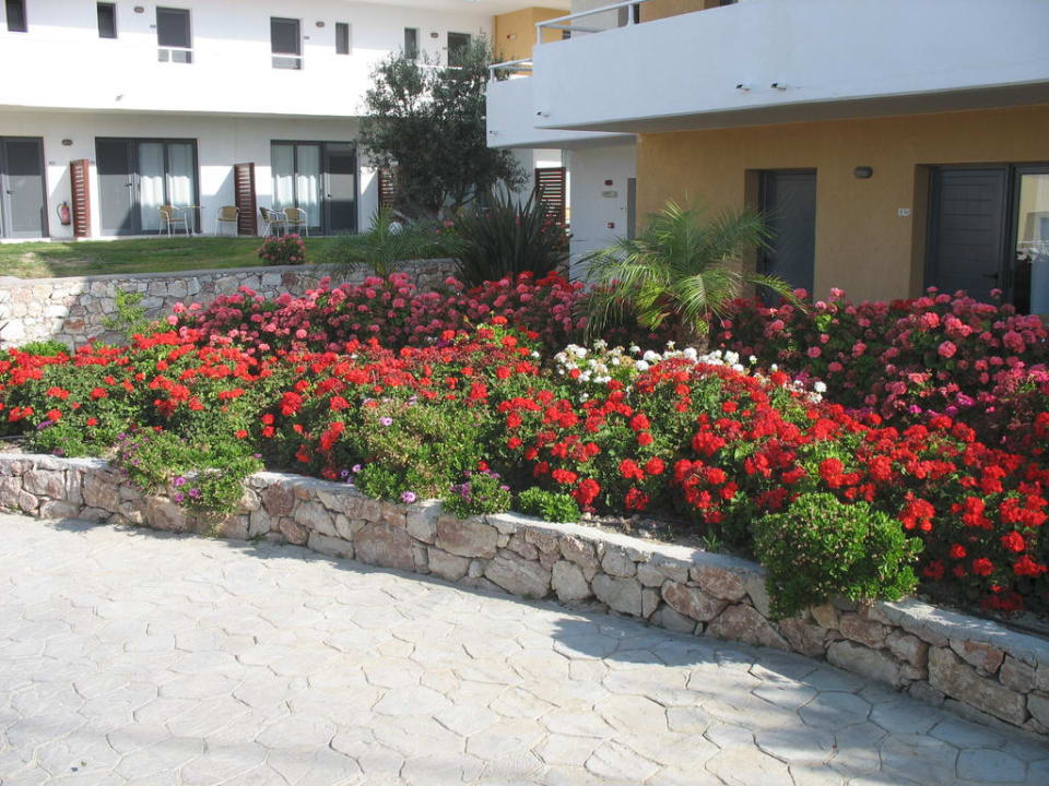 Blumen Atlantica Mikri Poli Rhodes