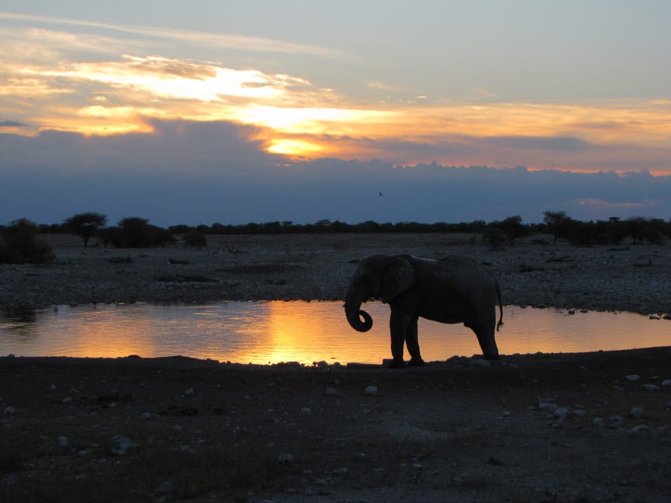 Sonnenuntergang mit Elefant am Wasserloch des Camp Okaukuejo Camp