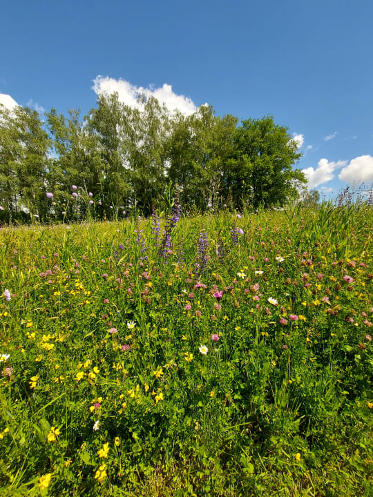 Gartenanlage Spirit & SPA Hotel Birkenhof am Elfenhain