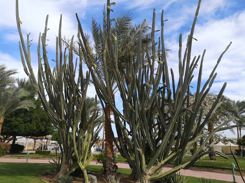 Gartenanlage Desert Rose