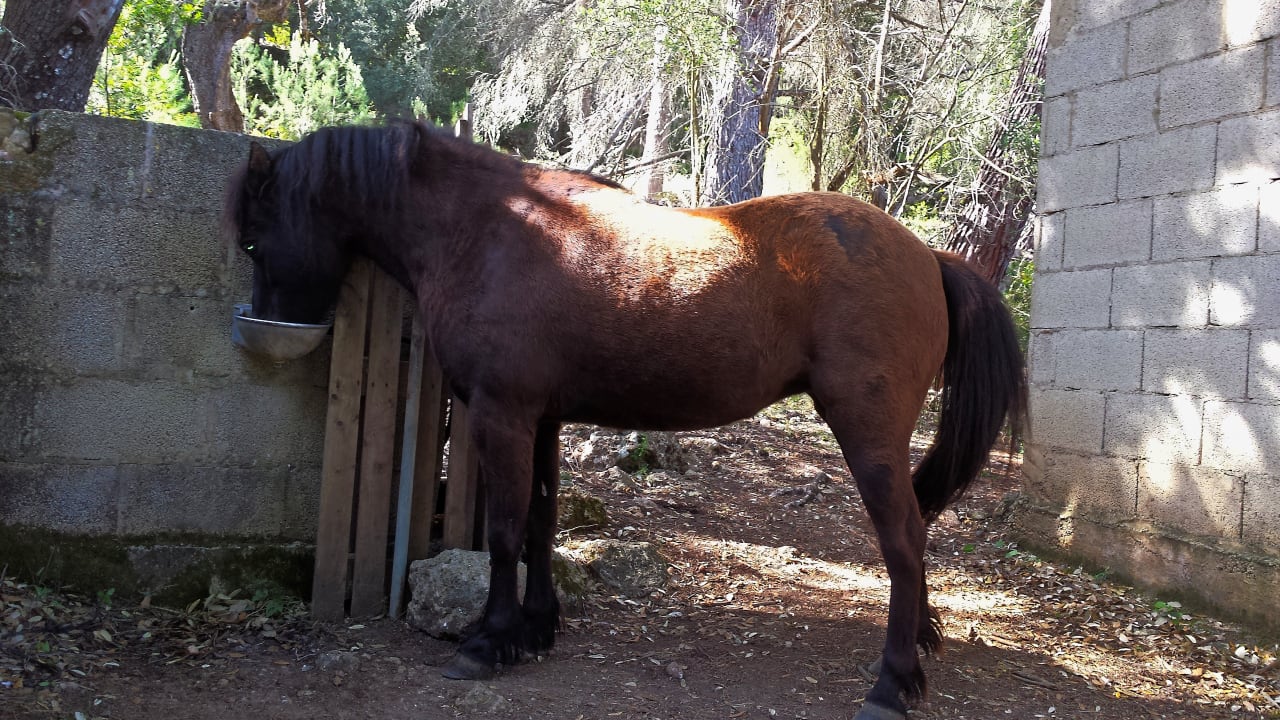 Sport & Freizeit Finca Can Guillo