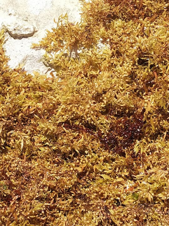 Strand Akumal Bay Beach & Wellness Resort