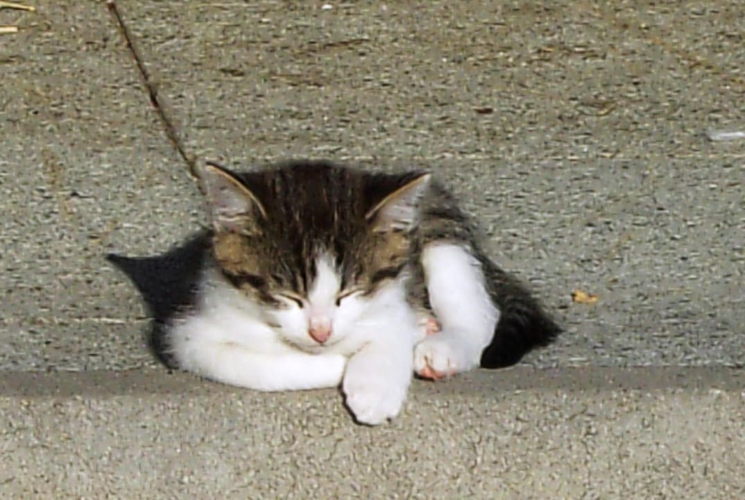 Unser Kater Asterix Bauernhof Paußhof
