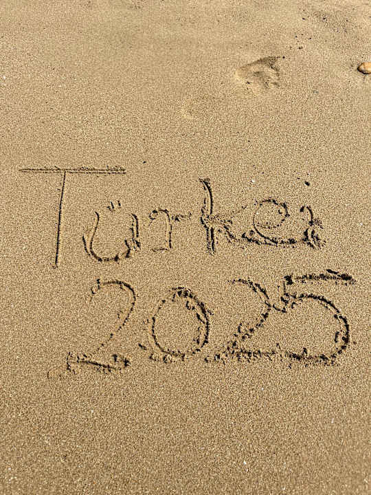 Strand Seashell Vega