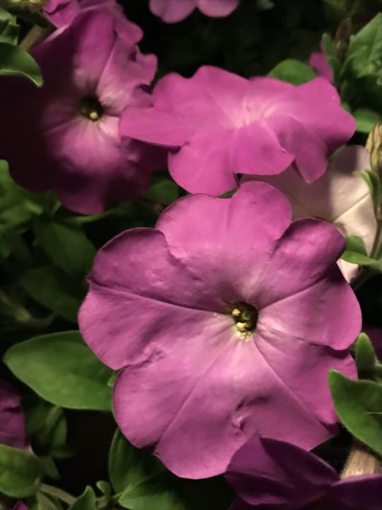 Gartenanlage Desert Rose