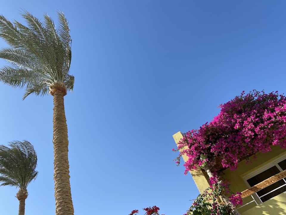 Außenansicht Palm Beach Resort