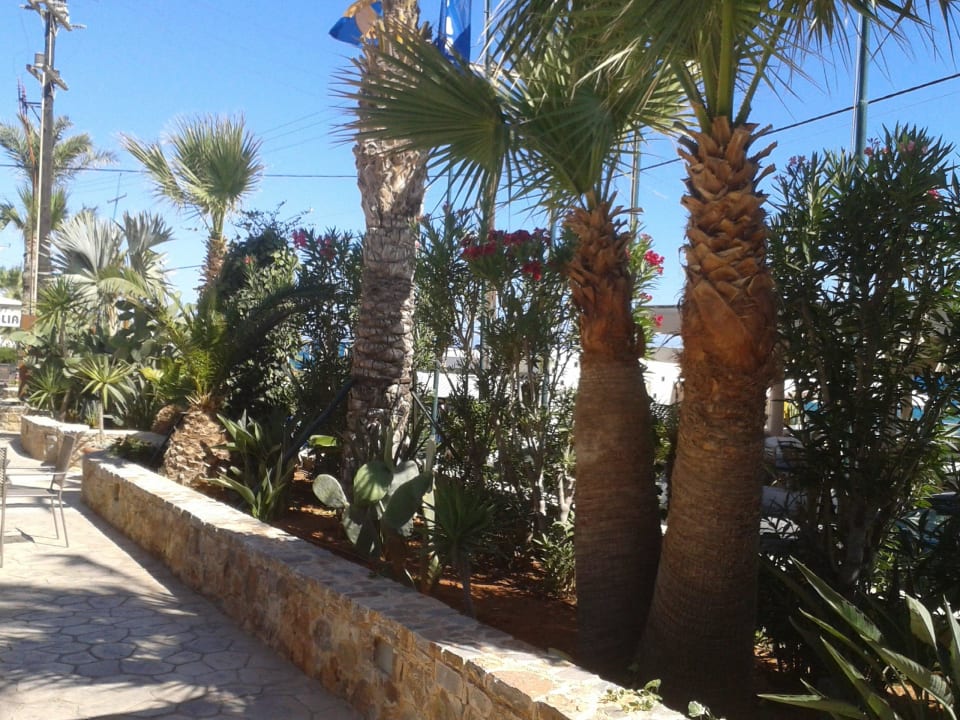 Kakteen Cactus Beach