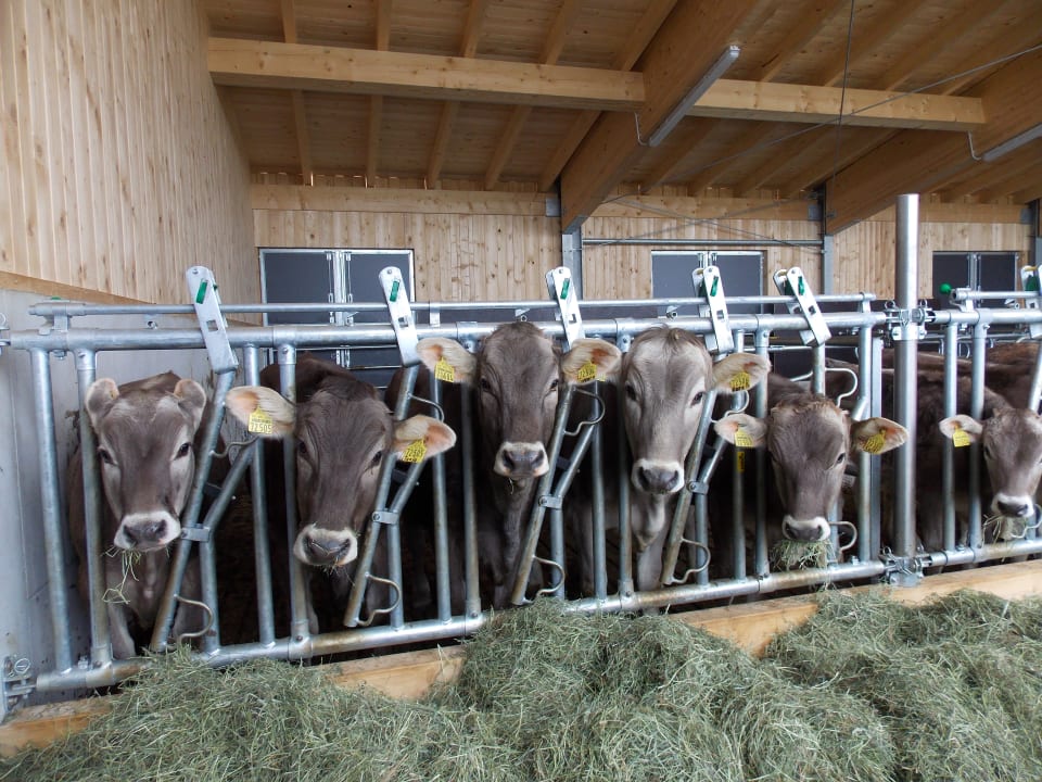 Sonstiges Ferienhof - Bauernhof Hefele