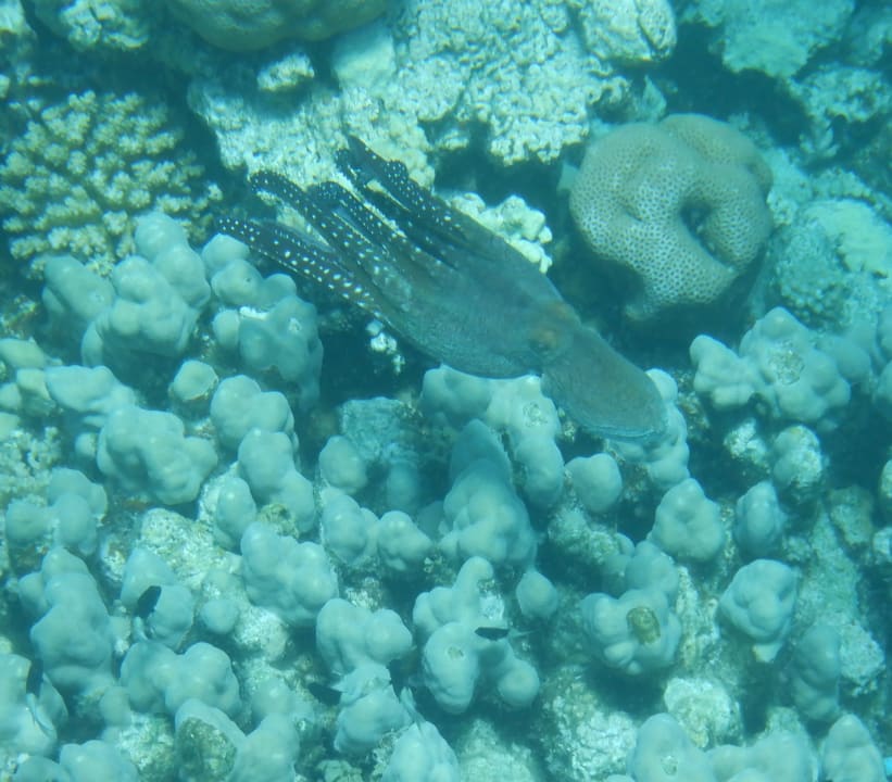 Sport & Freizeit ROBINSON SOMA BAY