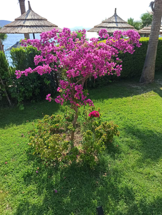 Gartenanlage TUI MAGIC LIFE Bodrum - Adult Only (16+)