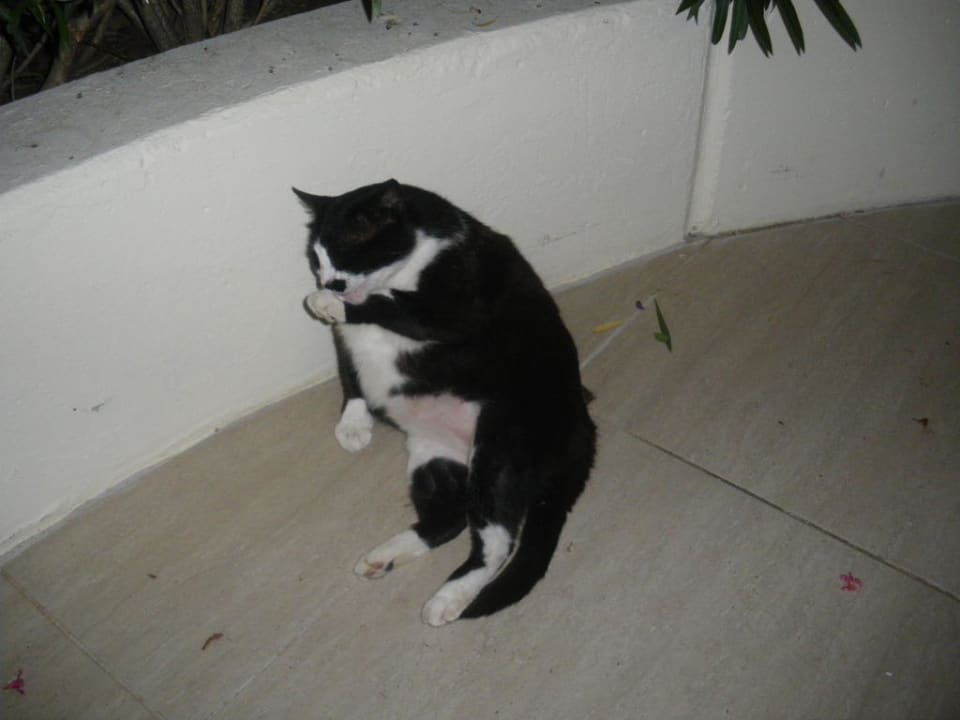 Magic Life - Panda Asteria Family Belek