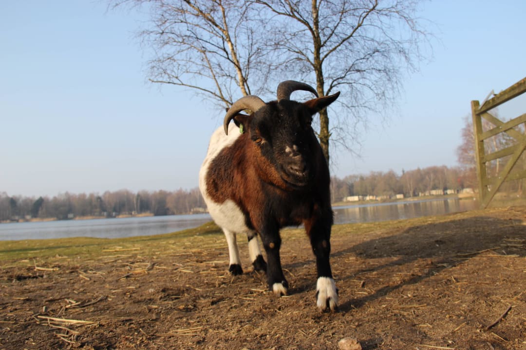 Kleintiergehege Center Parcs De Huttenheugte
