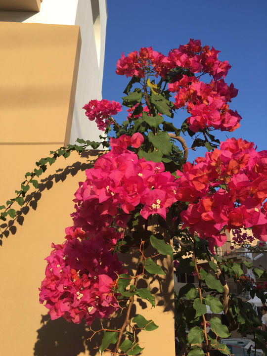 Gartenanlage Nami Hotel & Suites