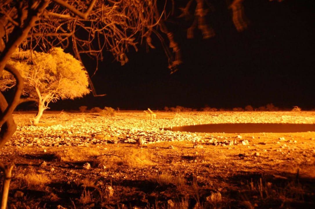 Wasserloch bei Nacht Okaukuejo Camp