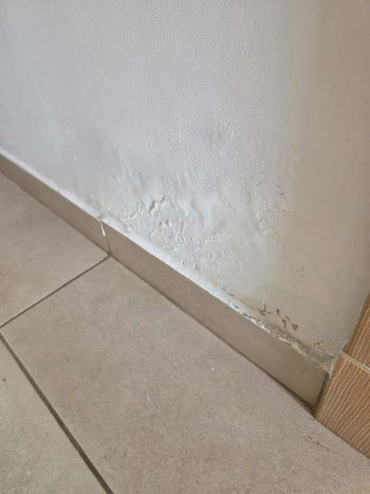 Zimmer JAZ Elite Asteria