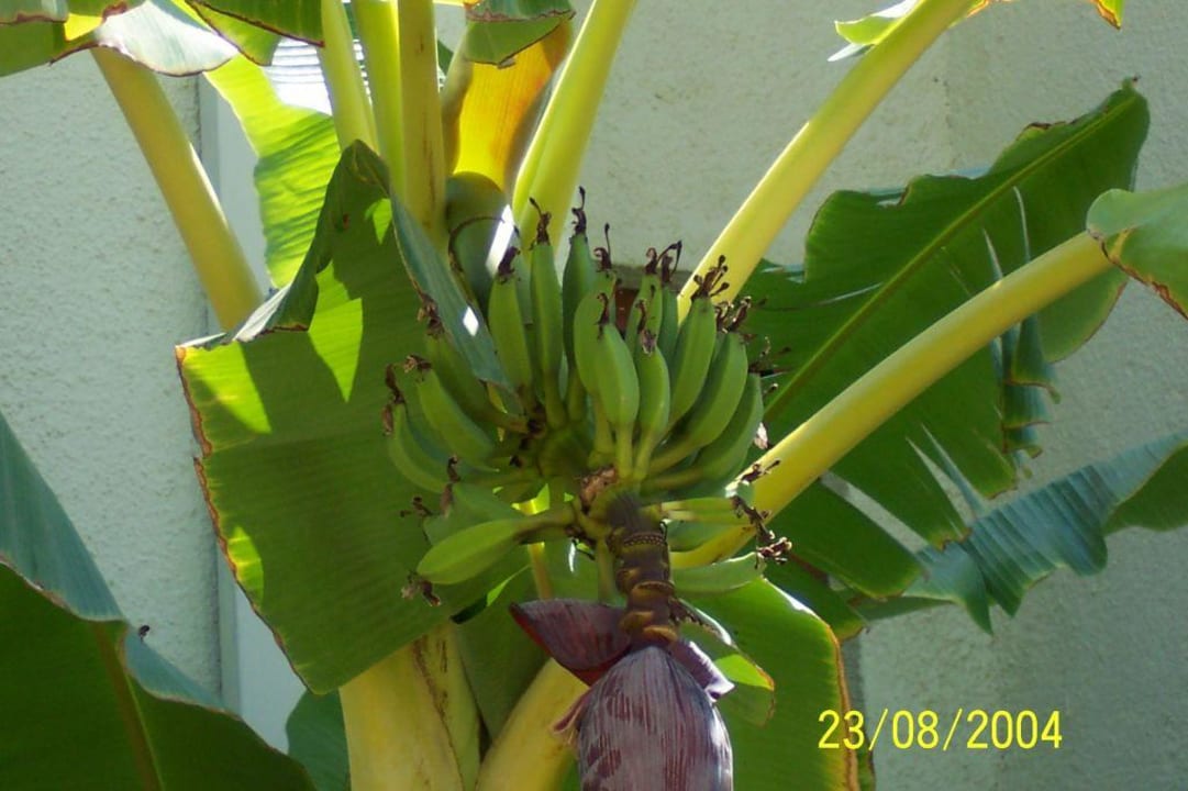 Bananen VONRESORT Golden Beach