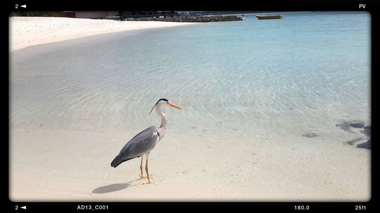 Inselschönheit Summer Island Maldives