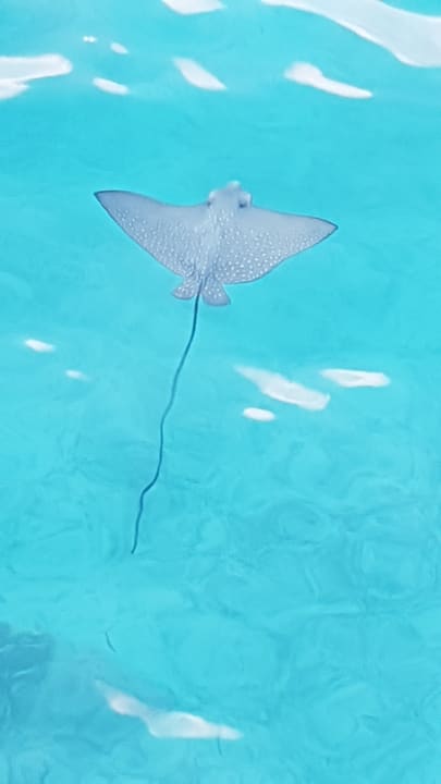 Sonstiges NH Collection Maldives Reethi Resort