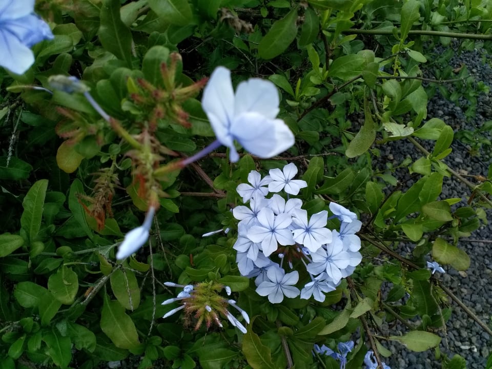 Gartenanlage Finca Marina BuenVivir