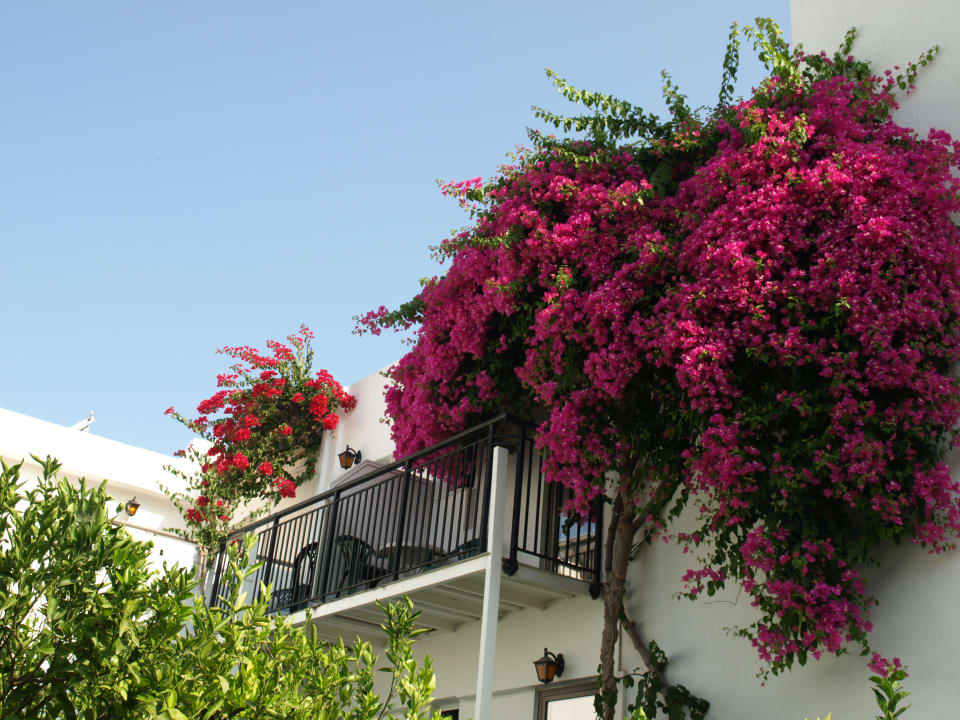 Gartenanlage Hotel Malia Holidays