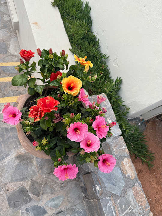 Gartenanlage allsun Hotel Malia Beach