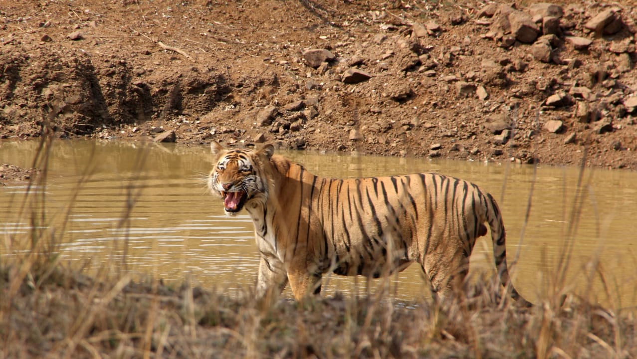 Sport & Freizeit Irai Safari Retreat