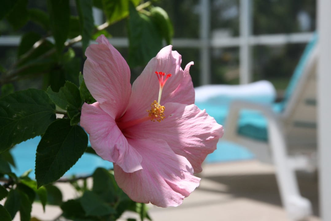 The Illoura - Hibiscus Loft-Stil Villa The Illoura