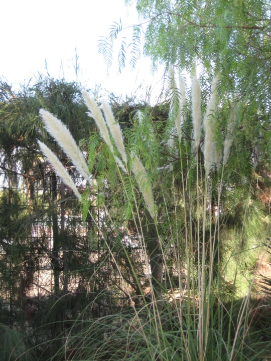 Blumen am Bubgalow Bungalows Cordial Sandy Golf