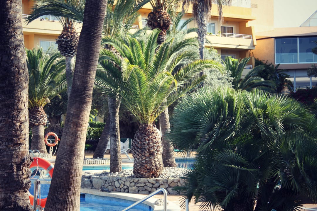 Pool Zafiro Palmanova