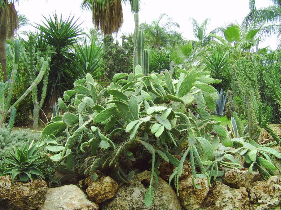 Kakteen Arycanda Kirman Premium