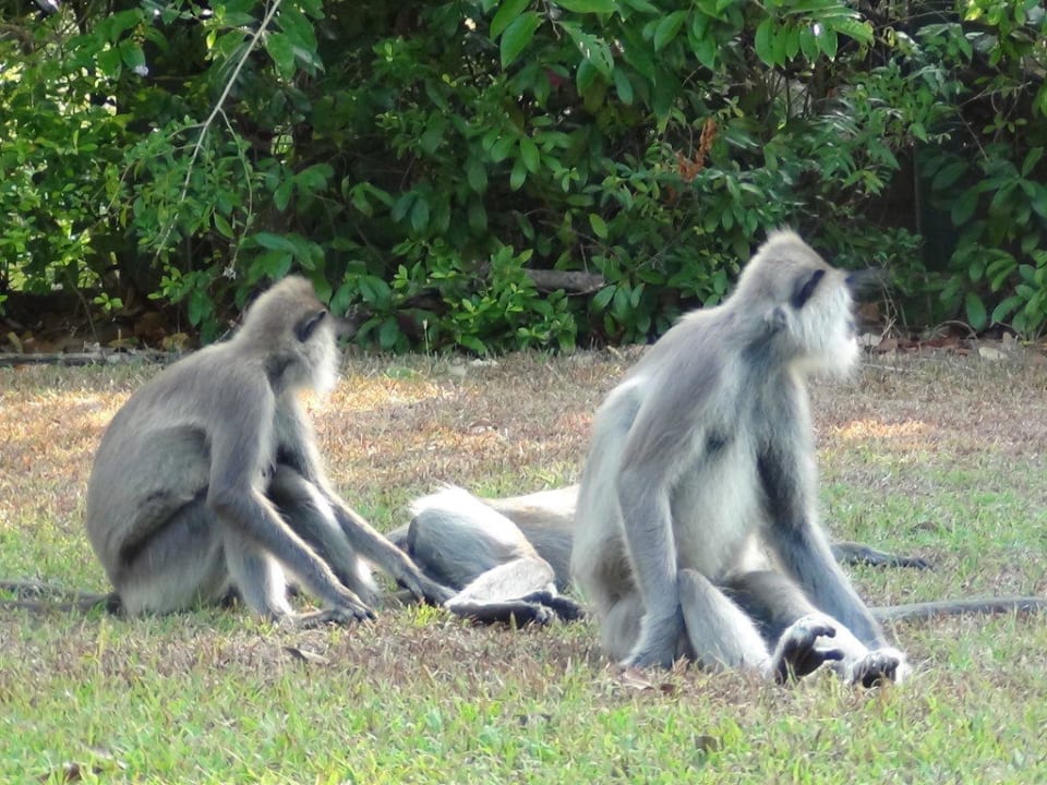 Affen in der Gartenanlage im Hotel Habarana Village by Cinnamon