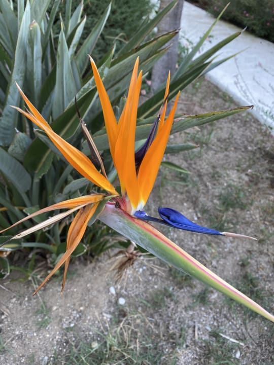 Gartenanlage TUI BLUE Palm Garden