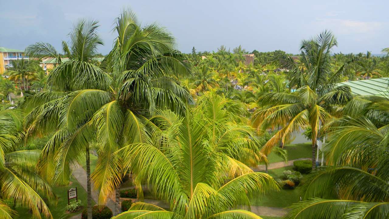  Palmen, Palmen  Melia Las Antillas - Adults only