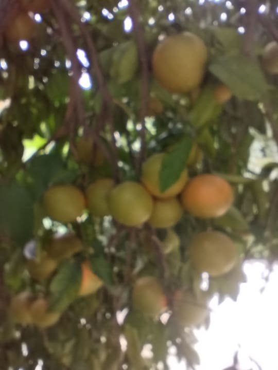 Gartenanlage Seaden Corolla Hotel