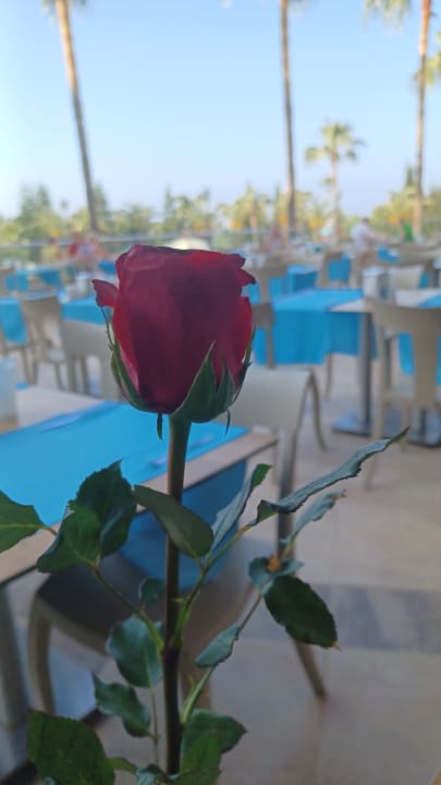 Gastro Saphir Resort & Spa