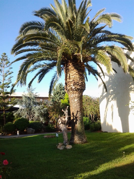 Einfach schön anzuschauen Phãea Cretan Malia