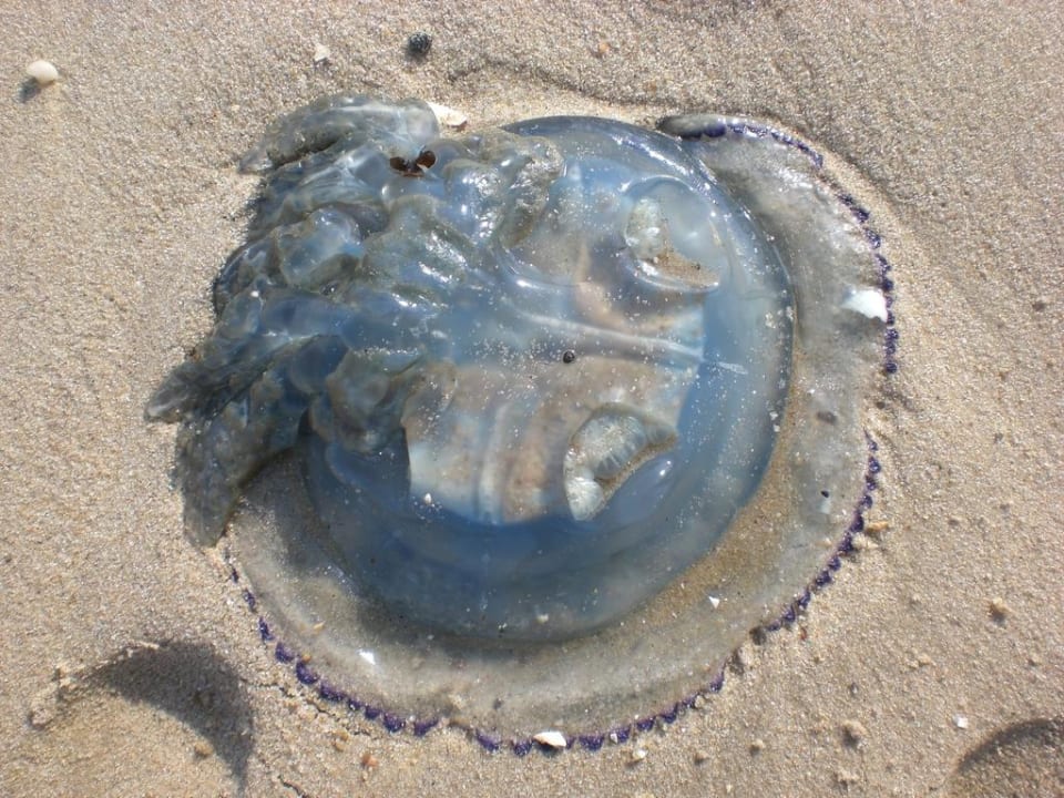 Qualle am Strand nach Sturm Residenz Kormoran