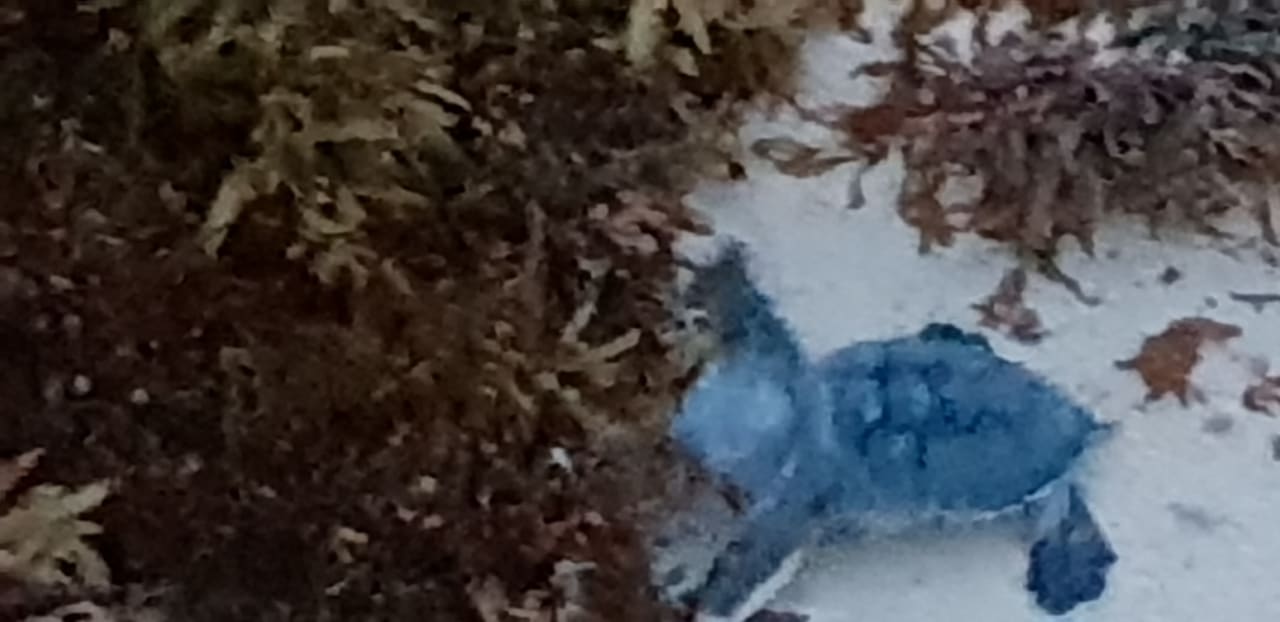 Strand Akumal Bay Beach & Wellness Resort