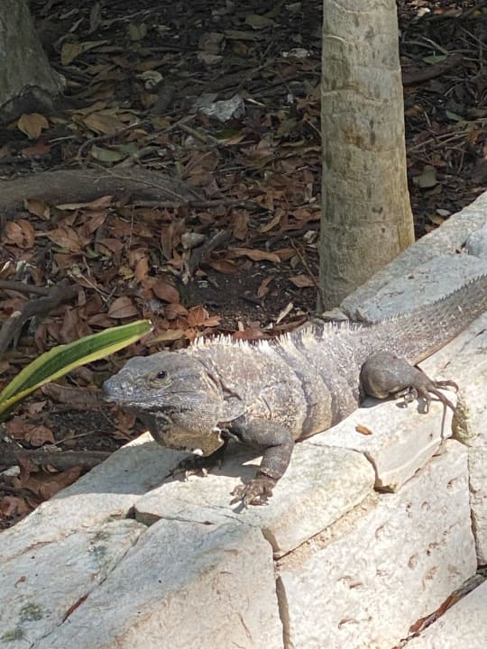 Gartenanlage Catalonia Royal Tulum Beach & Spa Resort - Adults only