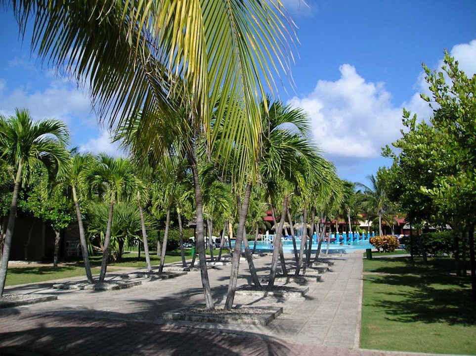 Palmenallee zum Pool Sol Hicacos Varadero