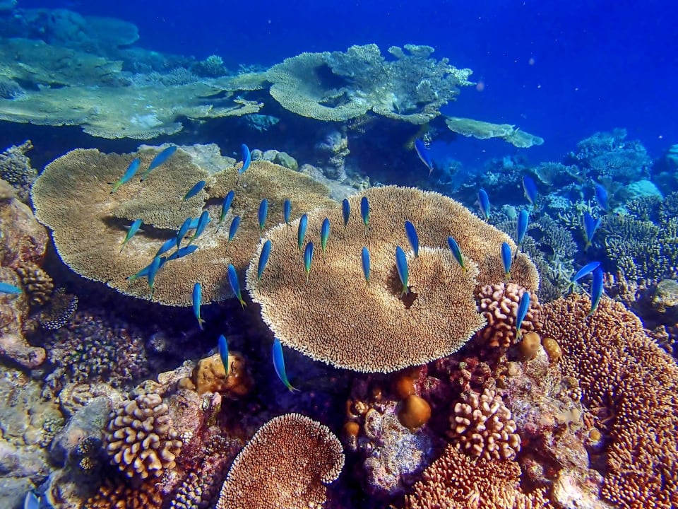 Korallen Gärten Diamonds Thudufushi