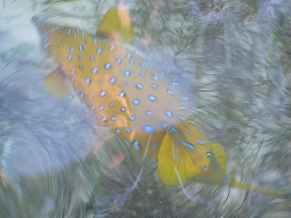 Rybka Regency Plaza Aqua Park & Spa