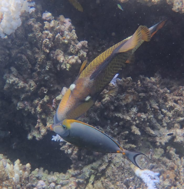 Strand Lahami Bay Beach Resort