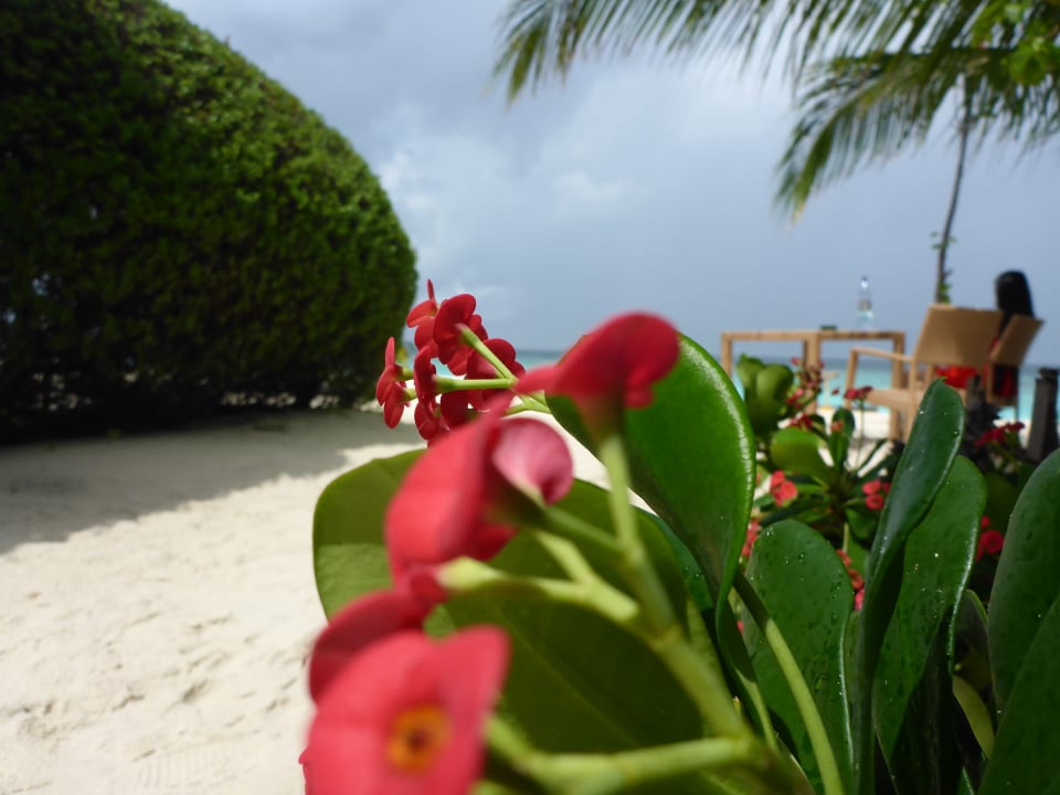 Gartenanlage Adaaran Select Meedhupparu Island Resort - Premium All Inclusive