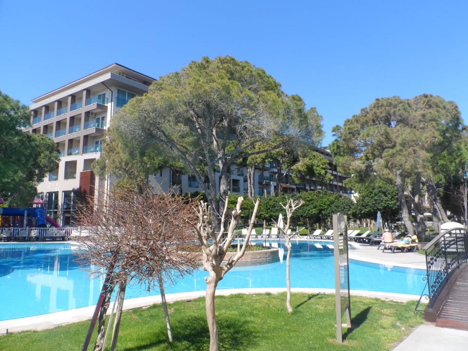 Basen Papillon Ayscha