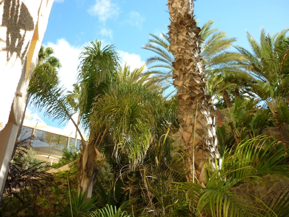 Dezember 2012 Corallium Dunamar by Lopesan Hotels