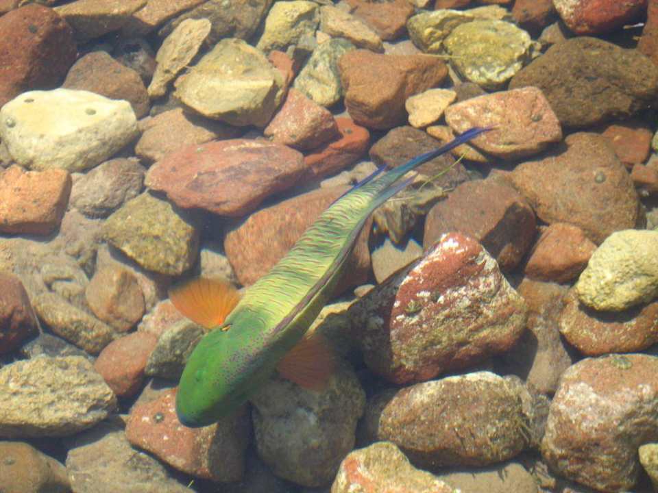 Rybka Aquis Taba Paradise Resort